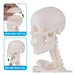 Anatomy Model Human Anatomical Skeleton Display Stand 3