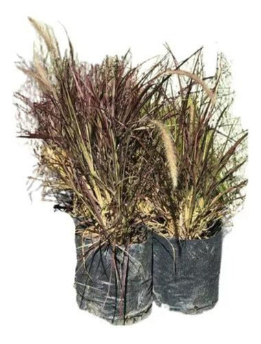 Zotami Pennisetum Rubra Cola De Zorro Graminea 3L Ofertas 0