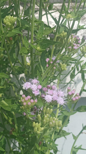 Fundación Chicos Naturalistas Mariposera Morada (Chromolaena Ivifolia) 1