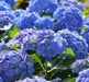 Hortensia Azul. Decojardin Vivero A Tu Medida 1