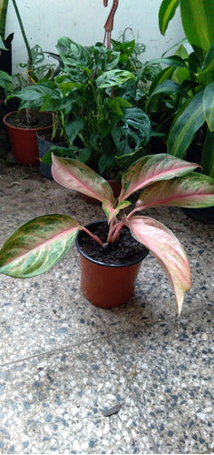 Planta Aglaonema Pink 3