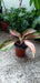 Planta Aglaonema Pink 3