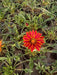 Gazania Floral Seedlings Assorted Colors X 10 2