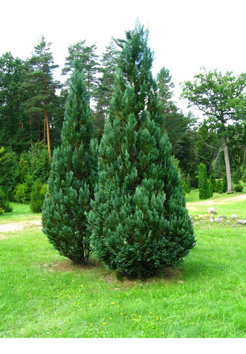 Chamaecyparis Lawsoniana  Intertexta, Coníferas ! 2