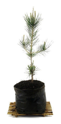 Prebonsai Pino Negro Japonés Thumbergii En 4 Lts 6 Años 0