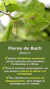 Bach Flowers: Natural Solutions for Anxiety and Stress 1