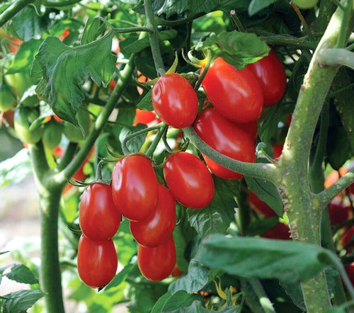 Plantin De Tomate Cherry De Alta Producción  Huerta Orgánica 6