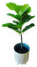 HYF Artificial Ficus Plant High Interior with Pot 74 cm 2