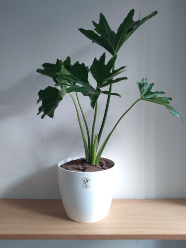 Planta Philodendron Misionero/wambe+ Maceta Premium Grande 2