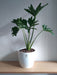 Planta Philodendron Misionero/wambe+ Maceta Premium Grande 2