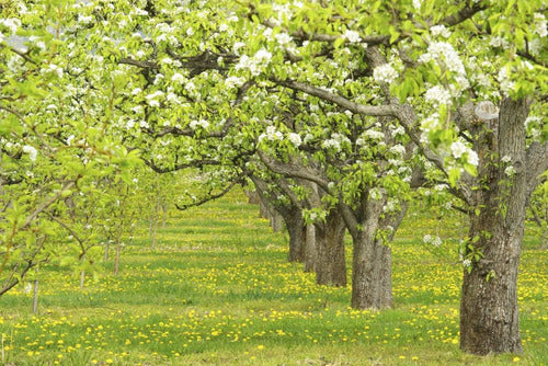 Arbol Pera Frutal 2.20m Z/ Floresta Excelentes!!! 4