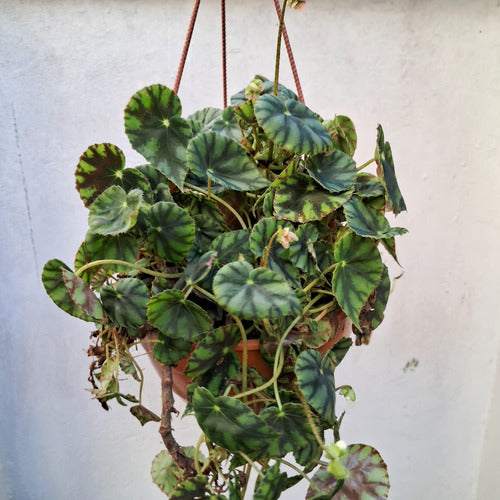 Planta De Interior Begonia Cleopatra En Bowl Colgante Nro 18 3