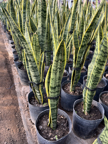 Sansevieria Lengua De Suegra 70cm Pack X 3u Envíos 1