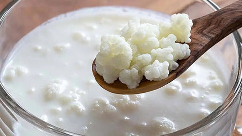 Nódulos Kefir De Leche Bulgaros Envío Mensajeria Noagregarlo 0