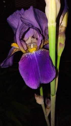 Iris Germánica/ Lirio De Barbados. Caba/ Envíos 0