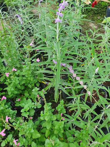 TROPICA Salvia Mexicana (Salvia Leucantha 'Purple Velvet') 4