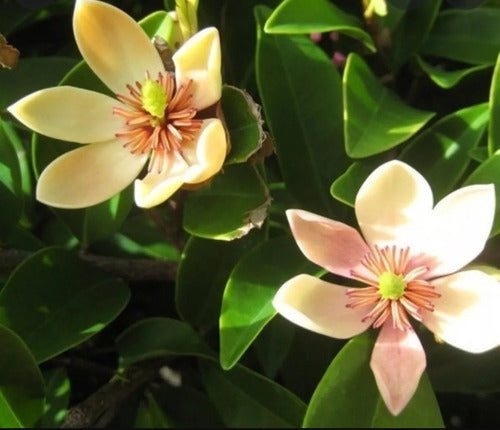 Magnolia Fuscata X2 Unidades 0