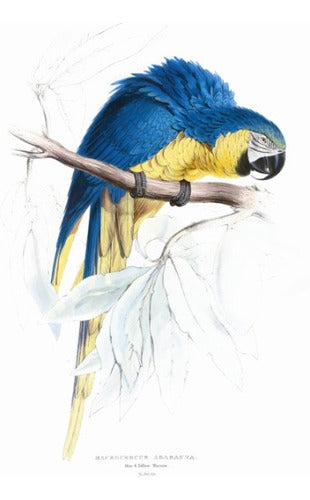 Guacamayo - Aves Papagayos - E. Lear 1832 - Lámina 45x30 Cm 0