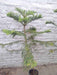 Yuyos Espacios Verdes Araucaria Excelsa (25off En) Tree 15lts 6