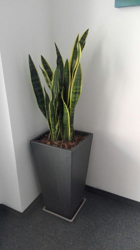 Ohana Arte Natural Sansevieria Espada De San Jorge + Maceta 4