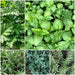 Organic Seedlings and Herbs Box 15 Units of Your Choice 1