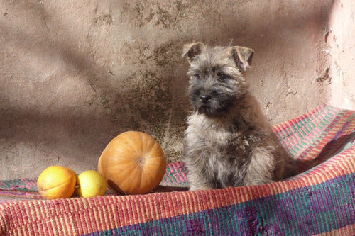 Near West Terriers: Male Cairn Terrier Puppies with Pedigree 1