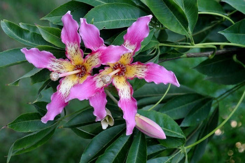 TROPICA Palo Borracho Rosado ! Ceiba Speciosa (Chorisia Speciosa) 5