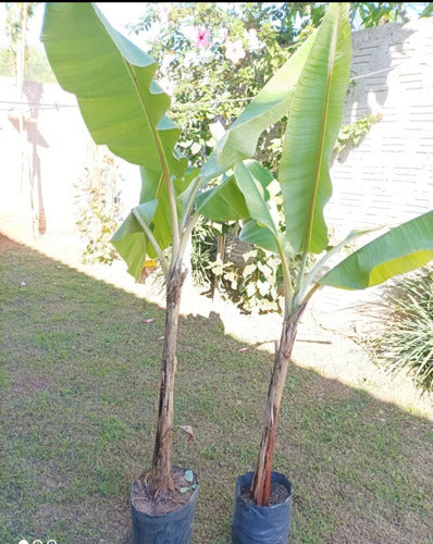 Planta Banano 1