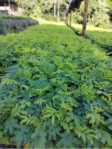 Cañafistula Plantlets X 10 Units 7