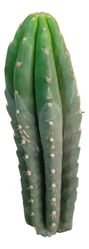 Cactus Trichocereus Pachanoi Grande 45cm 0