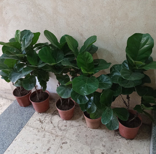 GEO PACA Ficus Pandurata Grande Doble Ramificado 4