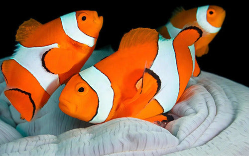 Pez Payaso Nemo - Amphiprion Ocellaris - Saltwater Reef Aquarium 0