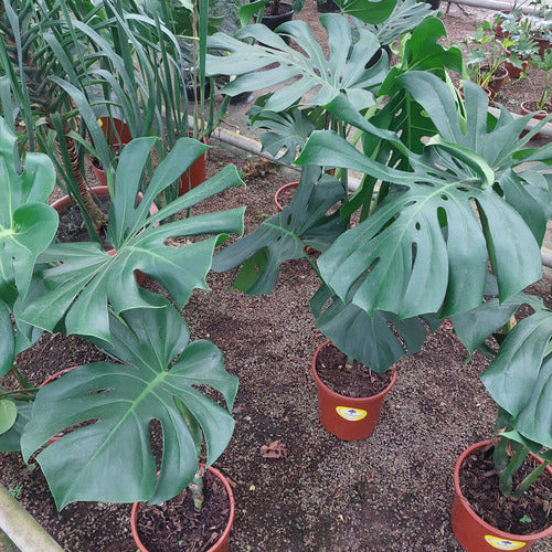 Monstera Deliciosa P24 5