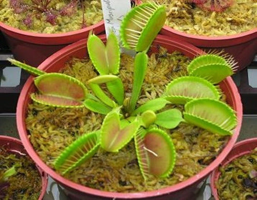 Mordida Vegetal Venus Flytrap With Guide N°6 1