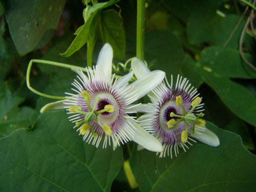 Mburucuyá Morado Pasionaria Passiflora Morifolia  Mariposas 1