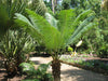 Gran Palmera Palmera Cyca Circinalis - Deco, Piscinas, Paisajismo 5