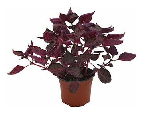 Vivero GVA Promotion 2 Purple Irisene Plants 0