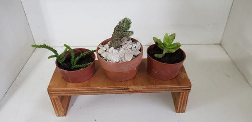 Artesanal Plant Holder for Cactus and Succulent - Double Wood with Pots 2