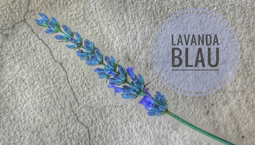 Lavanda Blau Dried Lavender Flowers 1kg Organic 2