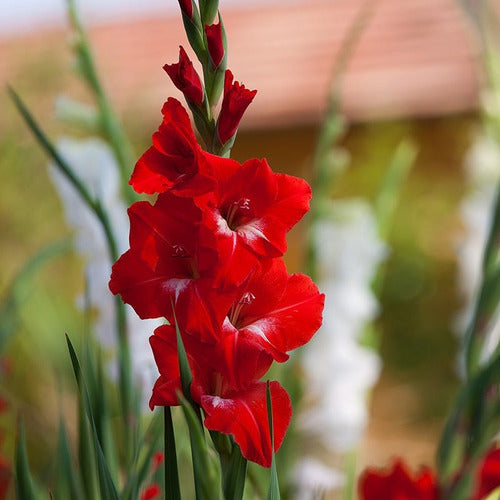 Agroparque Gladiolus Bulbs, Imported from Holland, Choose! X 10 7