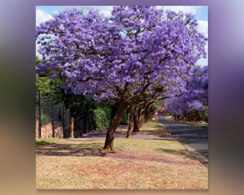 Vivero Simón Jacaranda Plants 1.2 Mts 2