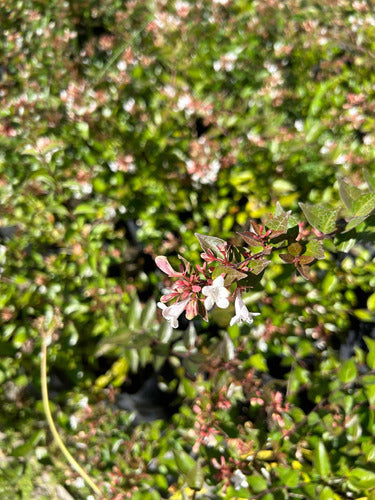 Planta Abelia Variegada - Ideal Jardines - Envíos 6