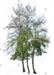 Casuarina Cunninghamiana 2 Mts. Pack X10 Unidades-envío 0