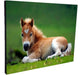 Wall Key Holder Horses Various Models 15x20cm (8) 28