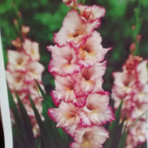 Gladiolus Bulbs ×10 1