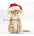 Prymal Comfort Santa Dog Cat Costume 3