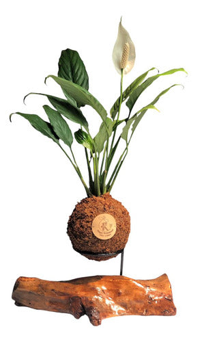 Kokedama Espatifilo/ Lirio De La Paz Enano 0