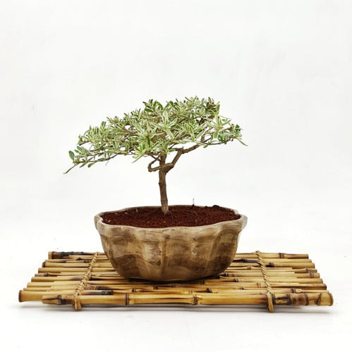 Domestic Bonsai Bonsai Planta Coprossma Kirkii Maceta Cerámica Esmaltada N2 0