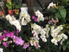 Premium Phaleanopsis Orchid Plant 5