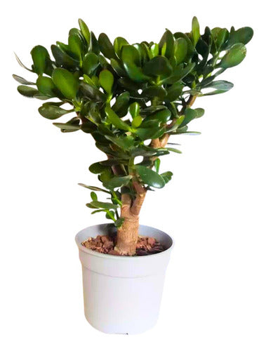 Árbol De Jade Suculenta 50 Cm En Maceta 2